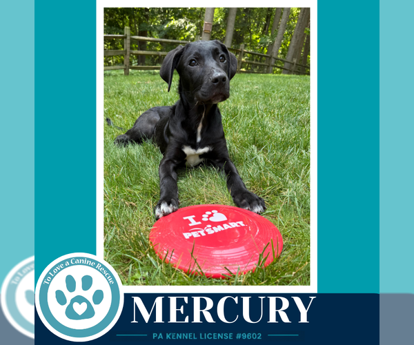 Medium Photo #3 Labrador Retriever-Unknown Mix Puppy For Sale in Kimberton, PA, USA