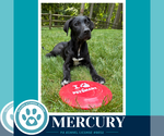 Small #2 Labrador Retriever Mix