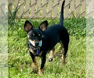 Rat-Cha Dogs for adoption in Batavia, OH, USA