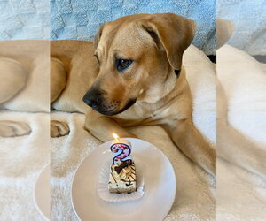 Autumn - Female Black Mouth Cur-Labrador Retriever Mix Dog for Adoption - Photo #2