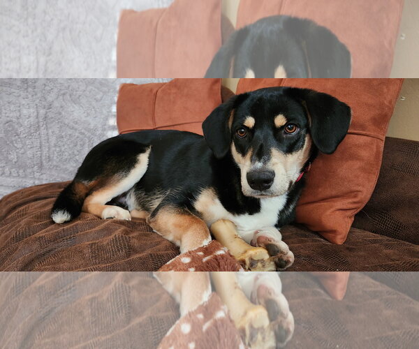 Medium Photo #10 Mutt Puppy For Sale in Doylestown, PA, USA