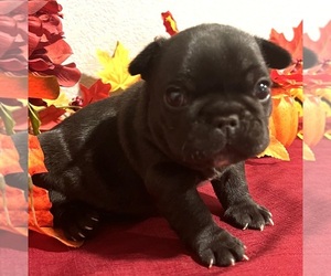 French Bulldog Puppy for sale in BOLIVAR, MO, USA