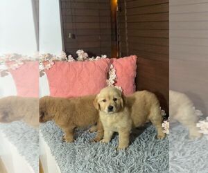 Golden Retriever Puppy for sale in CORONA, CA, USA