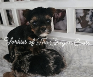 Yorkshire Terrier Puppy for sale in LINCOLN CITY, OR, USA