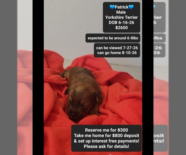Medium Photo #1 Yorkshire Terrier Puppy For Sale in TUCSON, AZ, USA