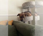 Small #3 American Pit Bull Terrier Mix