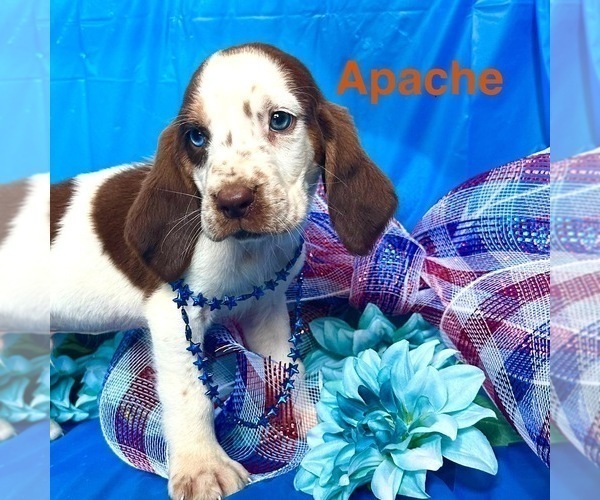 Medium Photo #4 Bloodhound Puppy For Sale in LEXINGTON, OK, USA