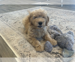 Goldendoodle Puppy for sale in DONNELLSON, IA, USA