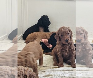 Goldendoodle Puppy for Sale in WRAY, Colorado USA