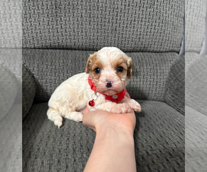 Cavapoo (Toy) Puppy for sale in JEFFERSONVILLE, IN, USA