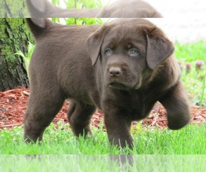 Labrador Retriever Puppy for sale in LOUDONVILLE, OH, USA
