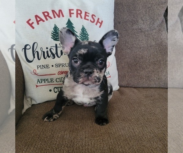 Medium Photo #1 French Bulldog Puppy For Sale in WENTZVILLE, MO, USA