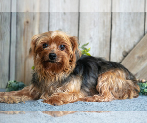 Mother of the Yorkshire Terrier puppies born on 08/24/2025