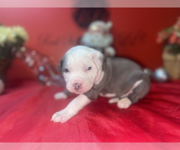 Medium Photo #1 American Pit Bull Terrier Puppy For Sale in TRENTON, NJ, USA