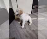 Small Photo #8 Golden Retriever Puppy For Sale in SPRING GROVE, PA, USA
