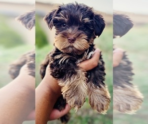 Yorkshire Terrier Puppy for sale in COOLIDGE, AZ, USA
