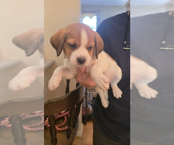 Medium Photo #4 Beagle-Unknown Mix Puppy For Sale in Aurora, IN, USA