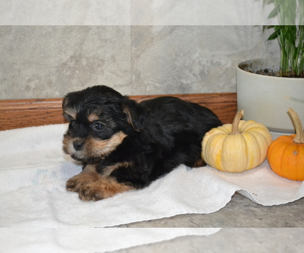 Medium Photo #2 Yorkshire Terrier-Zuchon Mix Puppy For Sale in GREENWOOD, WI, USA