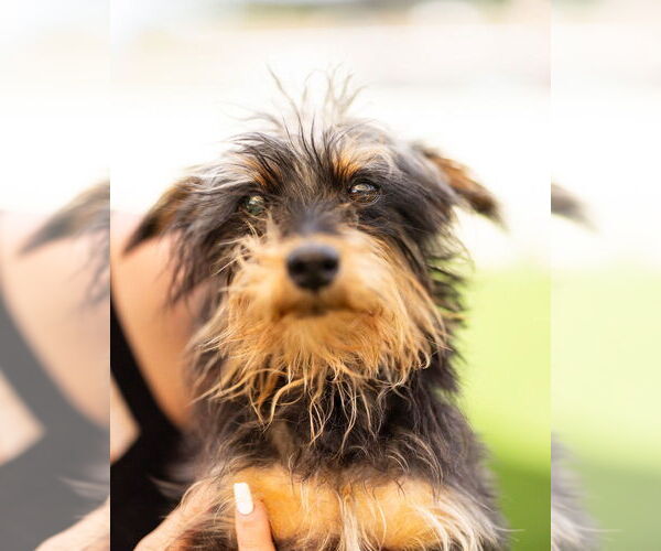 Medium Photo #4 Mutt Puppy For Sale in oakland, FL, USA