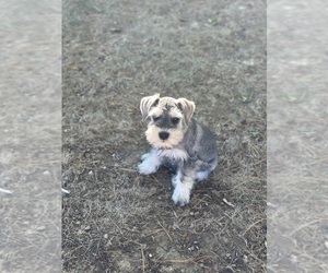 Schnauzer (Miniature) Puppy for sale in PIKETON, OH, USA