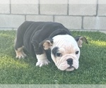 Small #6 English Bulldog