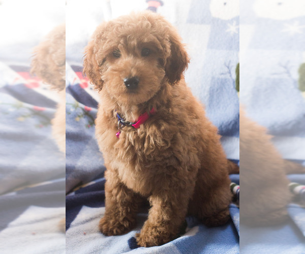 Medium Photo #4 Goldendoodle Puppy For Sale in MILWAUKEE, WI, USA