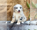 Small Photo #12 Australian Shepherd Puppy For Sale in WESLEY CHAPEL, FL, USA