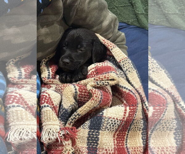 Medium Photo #3 Labbe Puppy For Sale in Wheaton, IL, USA