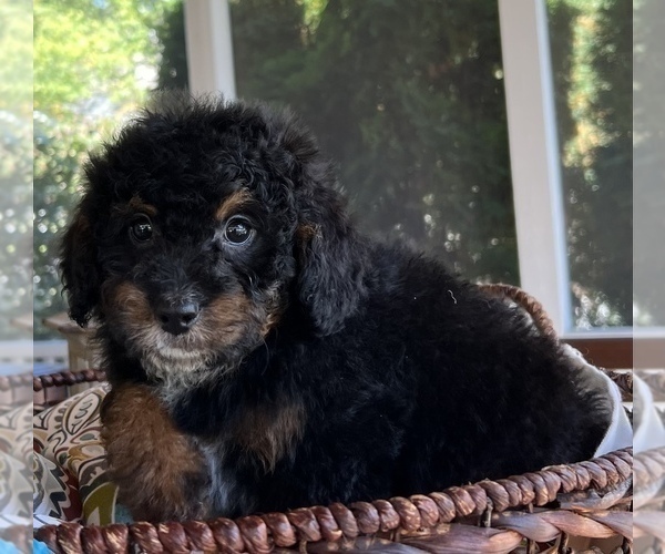 Medium Photo #5 Bernedoodle (Miniature) Puppy For Sale in NOBLESVILLE, IN, USA