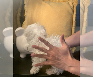 Maltese Puppy for sale in CHINO HILLS, CA, USA