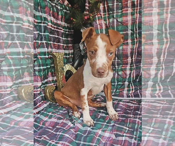 Medium Photo #6 Dachshund-Vizsla Mix Puppy For Sale in Wakefield, RI, USA