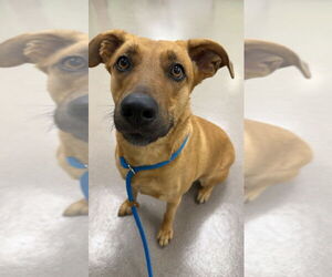 Labrador Retriever-Unknown Mix Dogs for adoption in La Porte, IN, USA