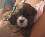 Puppy Jo Jo Olde English Bulldogge