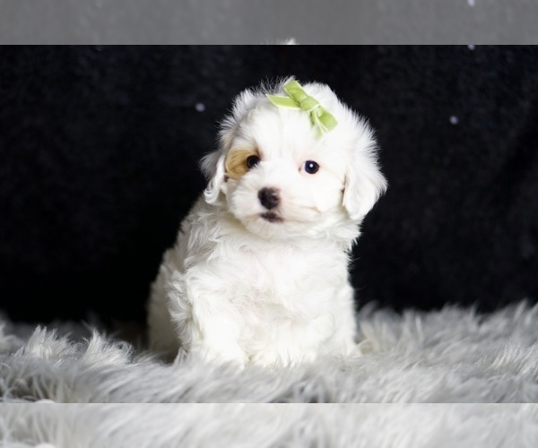 Medium Photo #87 Maltipoo (Miniature) Puppy For Sale in WARSAW, IN, USA
