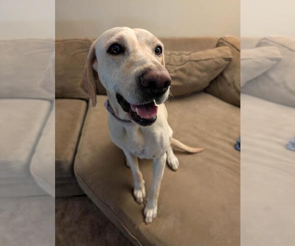 Medium Photo #11 Labrador Retriever Puppy For Sale in Fort Worth, TX, USA