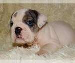Small Photo #2 English Bulldog Puppy For Sale in VERONA, MO, USA