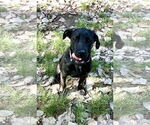 Small #2 Mutt