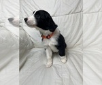 Small Photo #5 Aussiedoodle Puppy For Sale in KATY, TX, USA