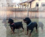 Small Photo #11 Rottweiler Puppy For Sale in AURORA, CO, USA