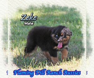 Miniature Australian Shepherd Puppy for sale in FORESTBURG, TX, USA