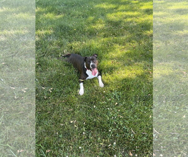 Medium Photo #4 Mutt Puppy For Sale in Doylestown, PA, USA
