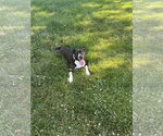 Small #3 Mutt