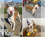 Rose - Female American Staffordshire Terrier-Unknown Mix Dog for Adoption - Small photo