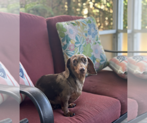 Eddie - Male Dachshund Dog for Adoption - Photo #6