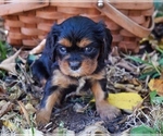 Small Photo #2 Cavalier King Charles Spaniel Puppy For Sale in BARNESVILLE, KS, USA