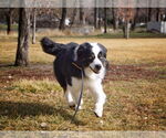Small #3 Australian Shepherd