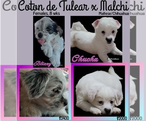 Coton de Tulear-Malchi Mix Puppy for sale in BURIEN, WA, USA
