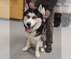 Siberian Husky-Unknown Mix Dogs for adoption in Anchorage, AK, USA