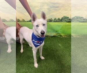 Siberian Husky Dogs for adoption in Euless, TX, USA