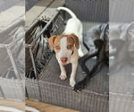 Small Photo #1 Labrador Retriever-Unknown Mix Puppy For Sale in Woodbury, NY, USA